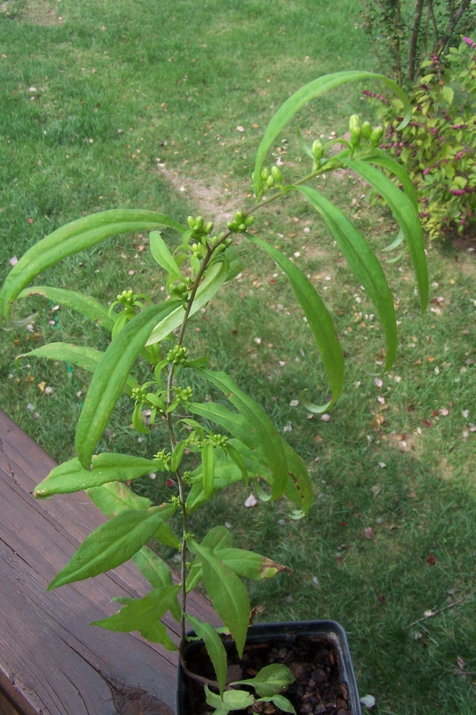 6-month Seedling Form - October - Durham Co., NC
