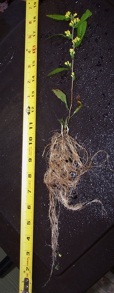 6-month Seedling Stem/Roots - October - Durham Co., NC