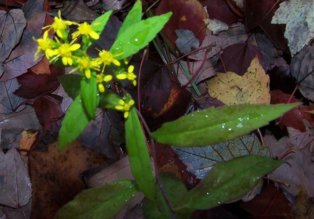 Flowers - October - Durham Co., NC