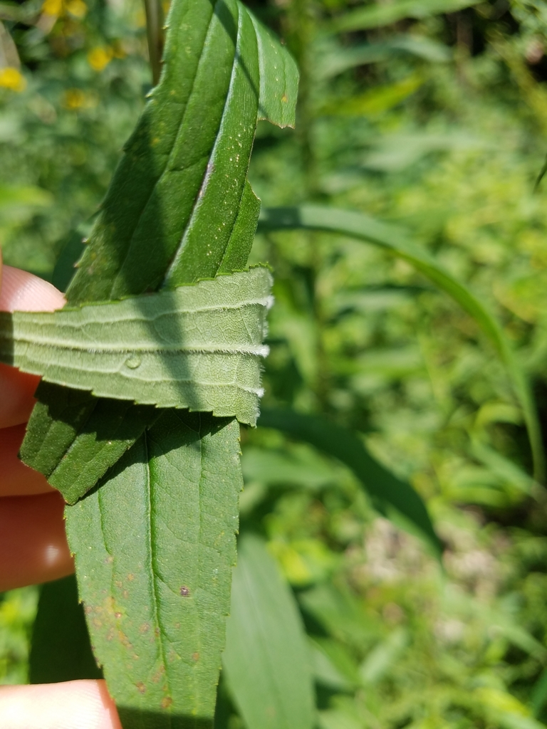 Underside of leaf