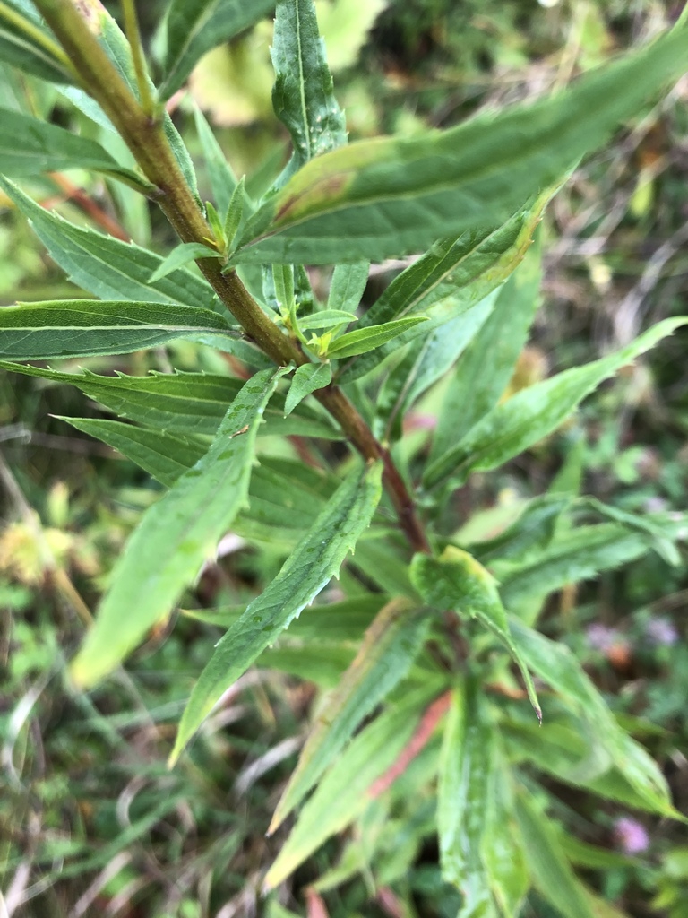 Stem