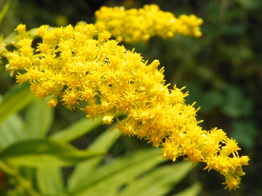 Close up of flower