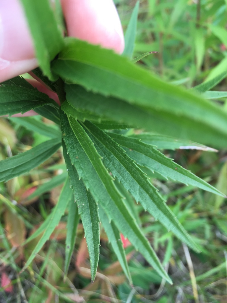 Leaves