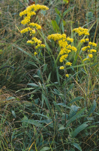Solidago nemoralis