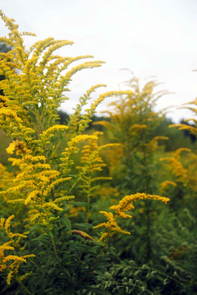 Yellow-flowered goldenrod