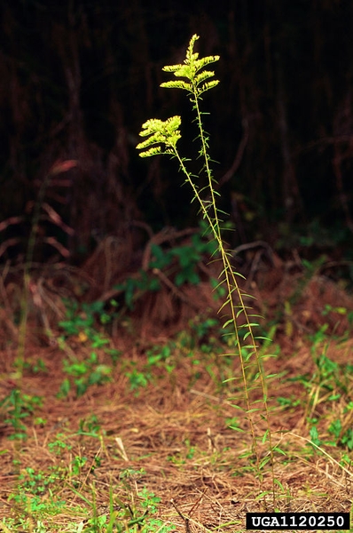 Solidago odora