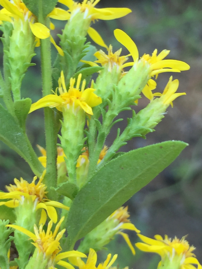 Flowers side view
