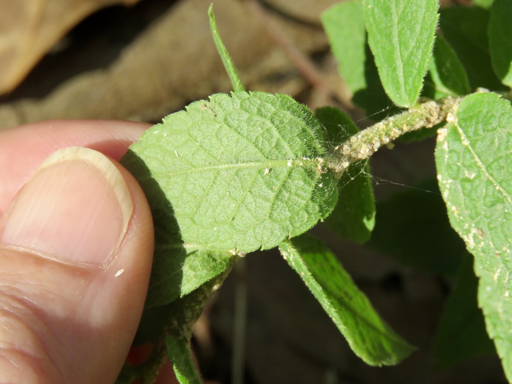 Underside of leaf