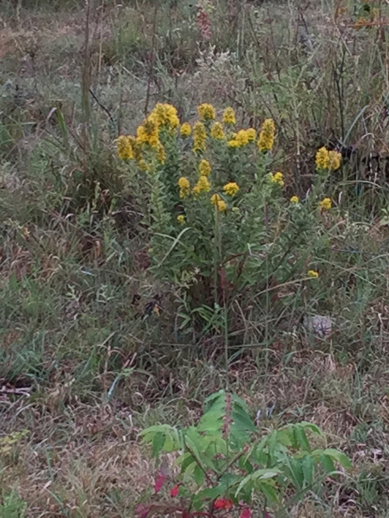 Form in native habitat