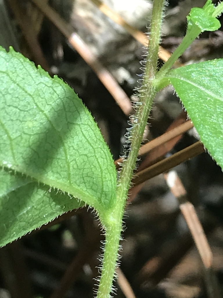 Stem
