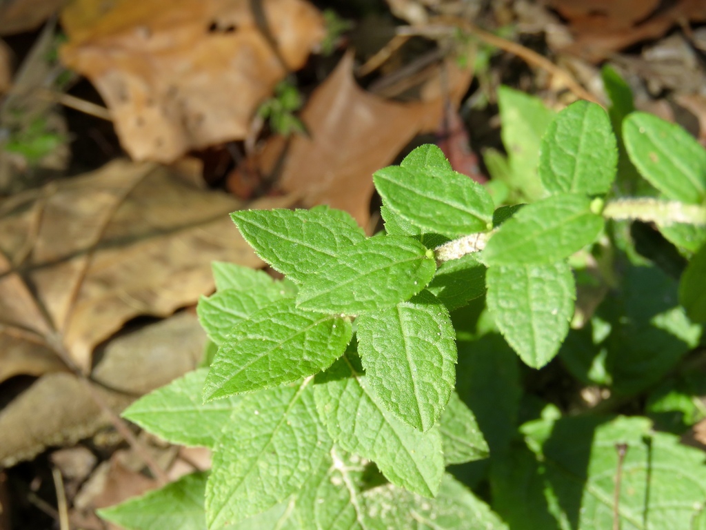 Leaves