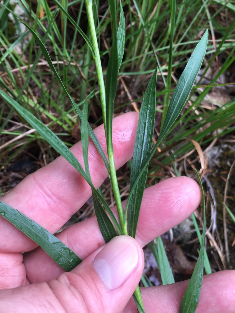 Leaves and stem
