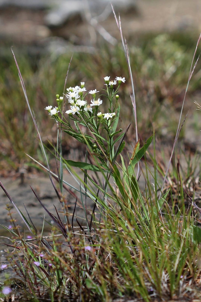 Form