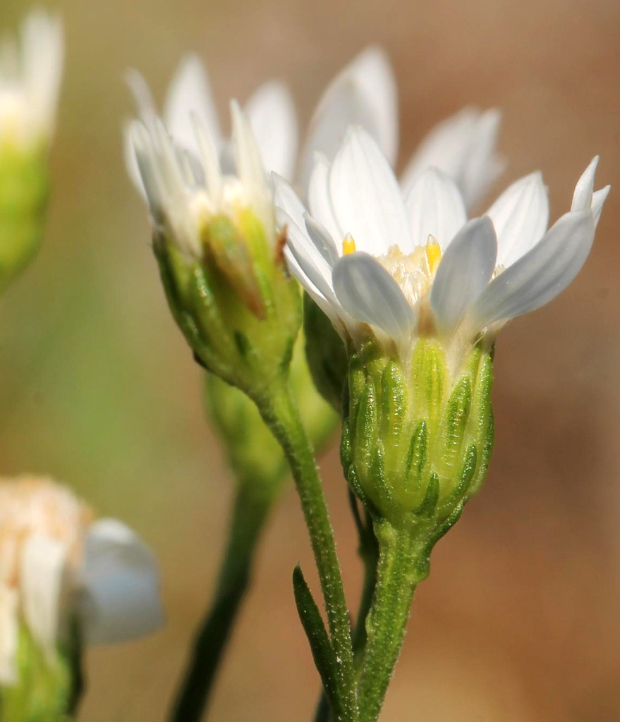 Side view of flower