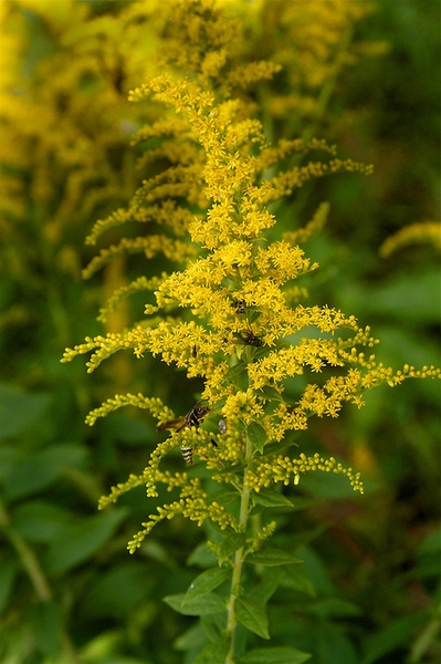 Close up of flower