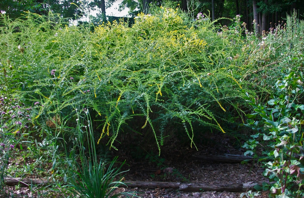 Solidago rugosa 'Fireworks'