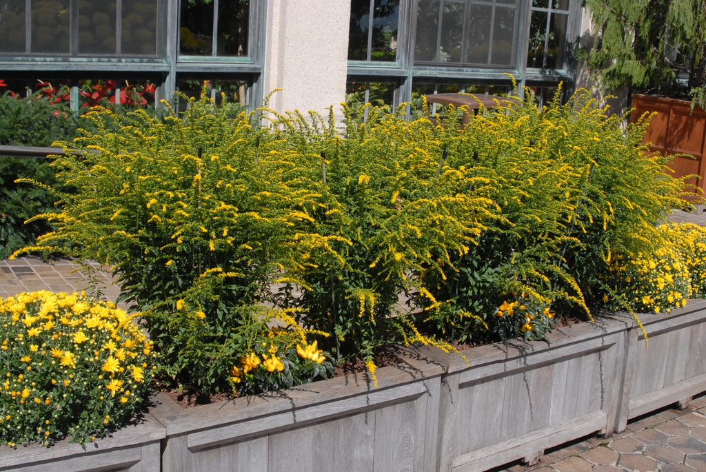 Solidago rugosa 'Fireworks'