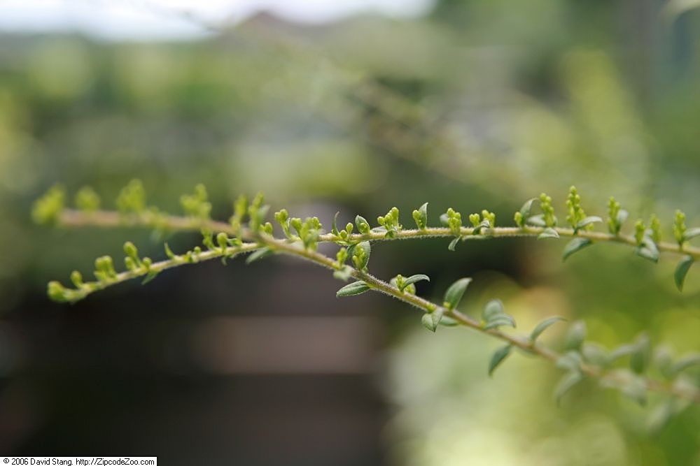 Stem