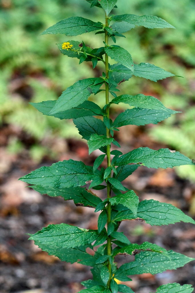 Leaves and stem