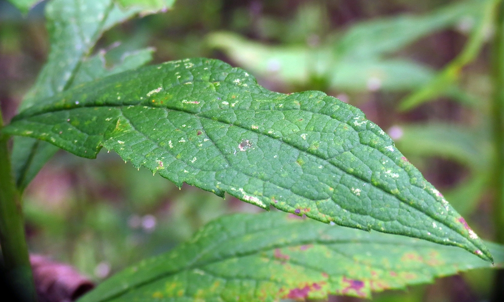 Leaf close-up