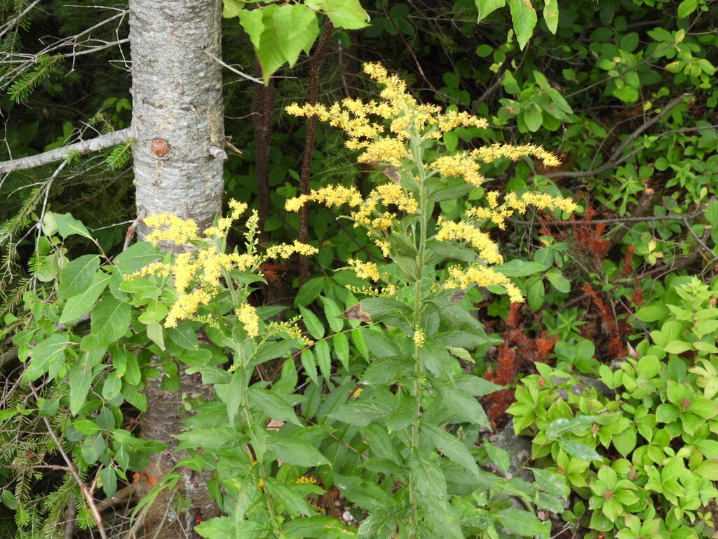 Erect plants with spreading branched inflorescences.