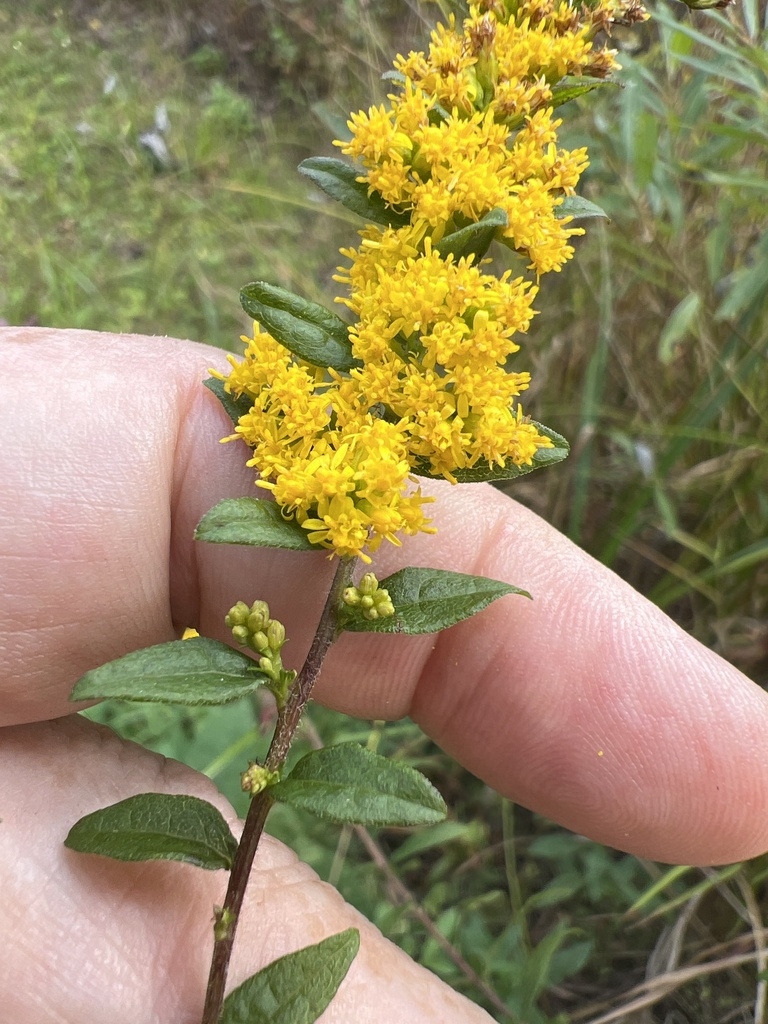 Hand cradling an inflorescence bearing heads of disk flowers.