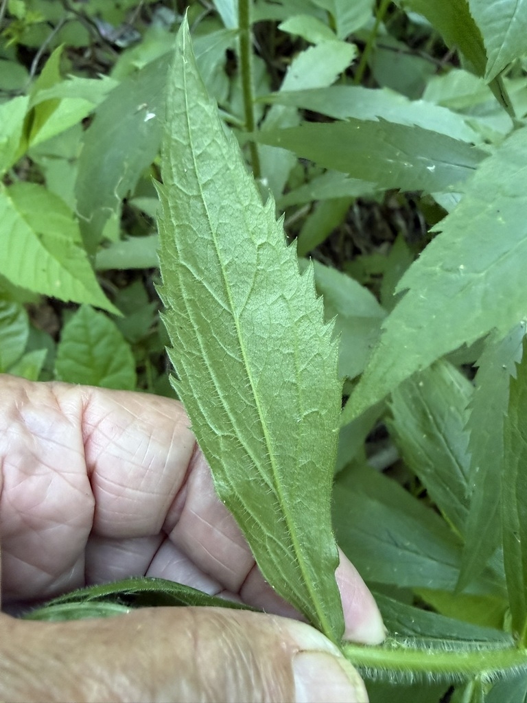 Hand holding a narrow leaf with serrate margin