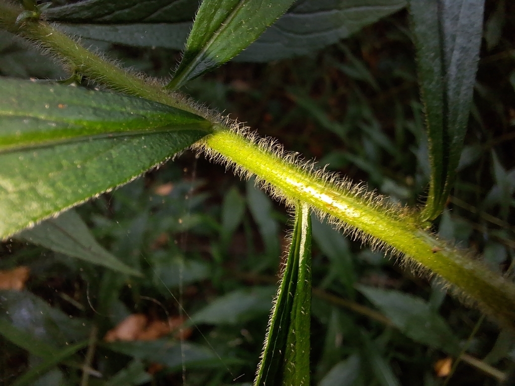 Close-up of stem showing dense, stiff hairs