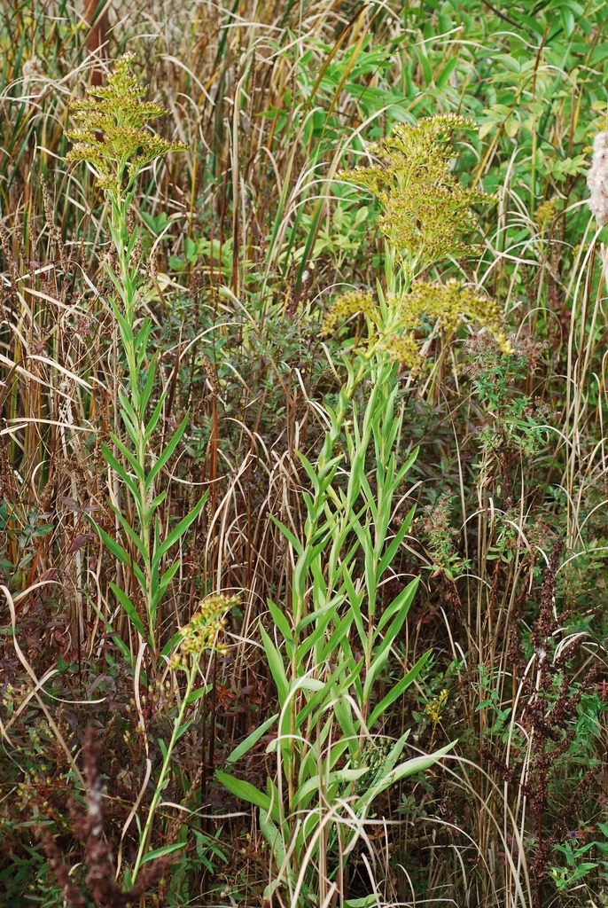Stem and fruits (Fort Erie, ON, Canada)-Mid Fall