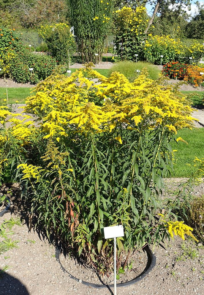 Form