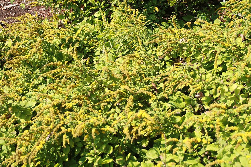 Solidago sphacelata 'Golden Fleece'