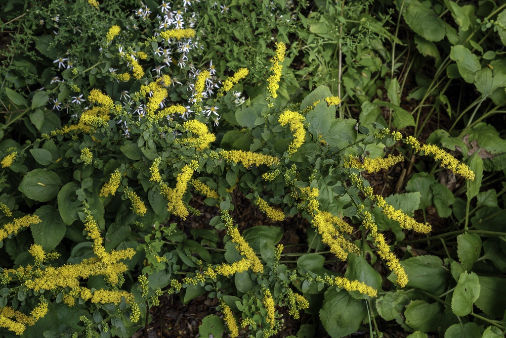 Solidago sphacelata 'Golden Fleece'