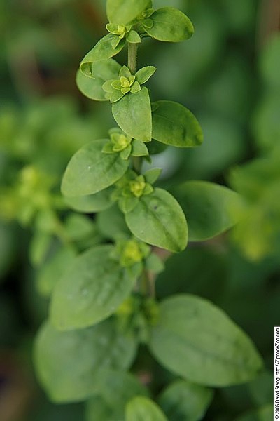 Solidago sphacelata 'Golden Fleece'
