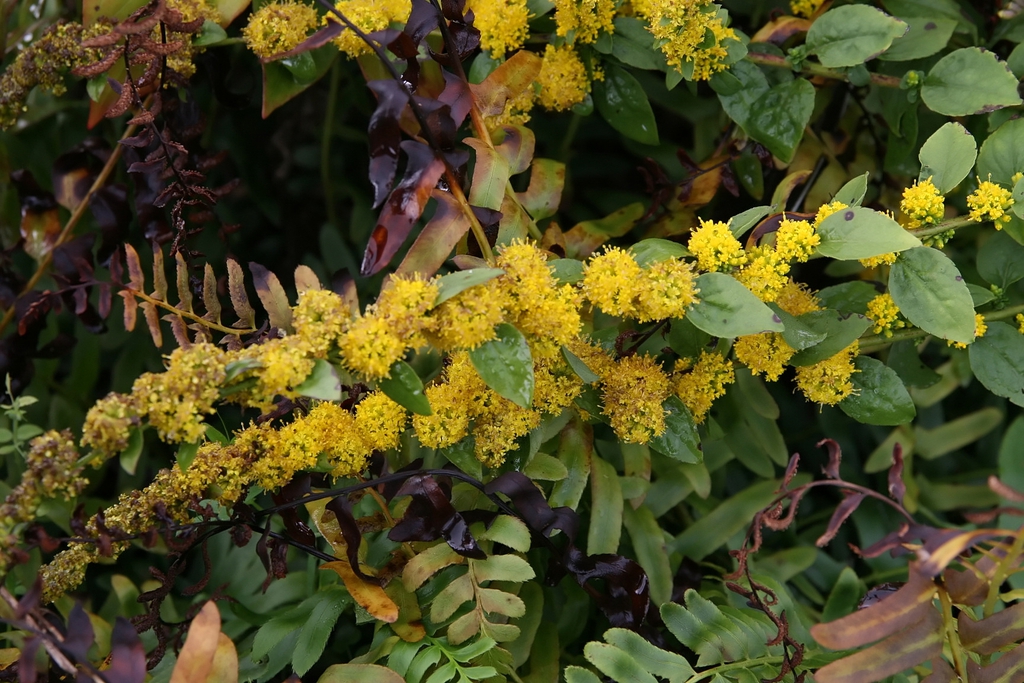 Solidago sphacelata 'Golden Fleece'