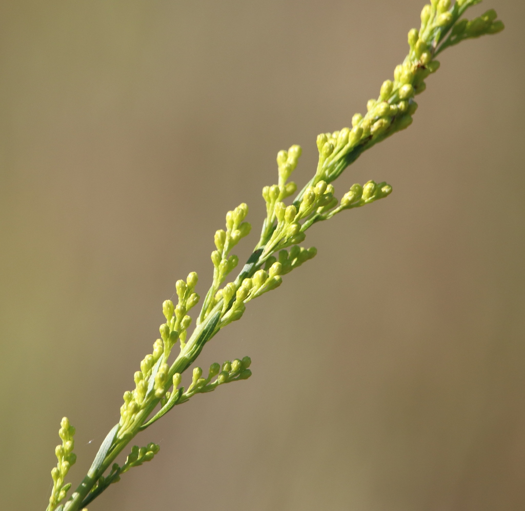 Flower buds