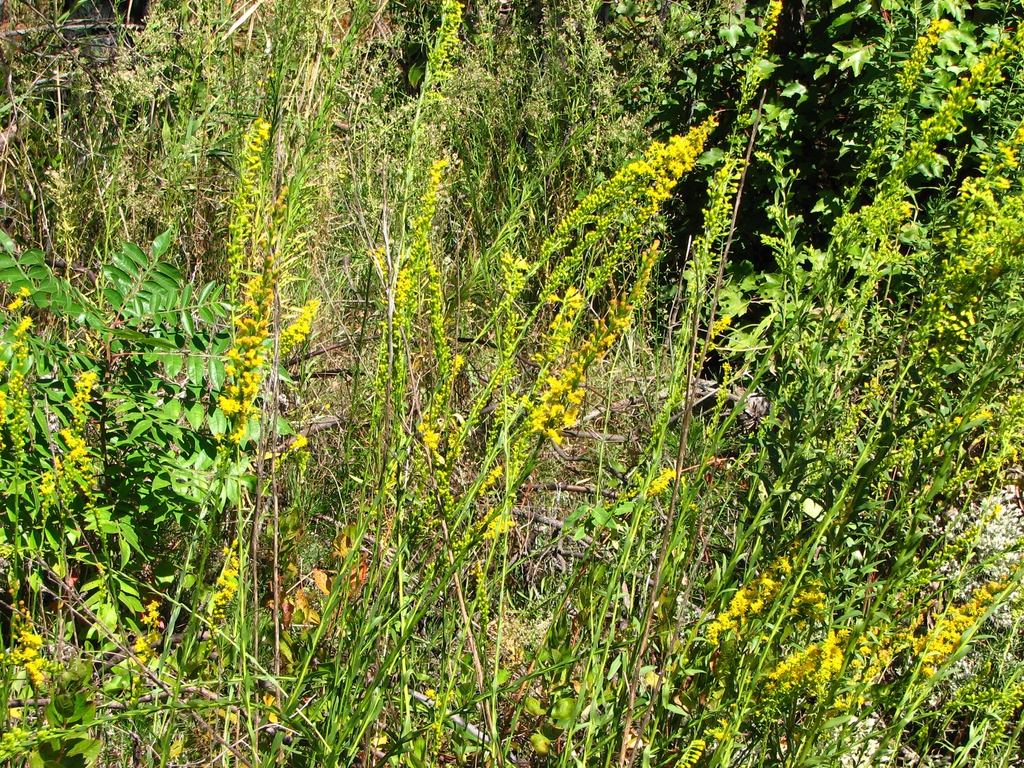 Native habitat