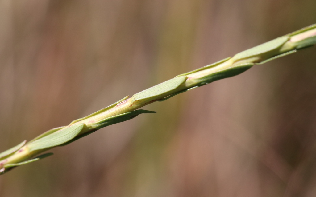 Stem and leaves