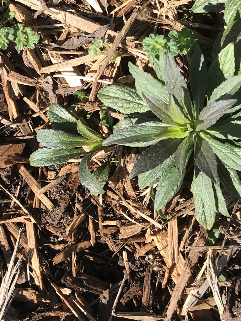 Emerging growth