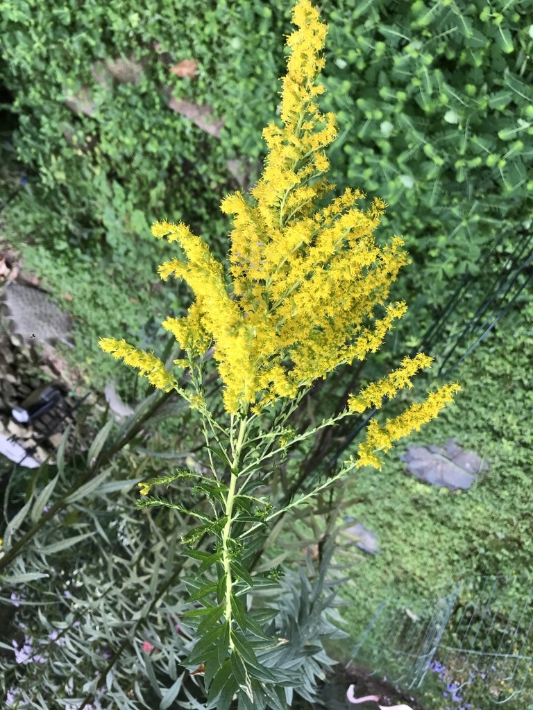 Cluster of small yellow flowers on spreading branches.