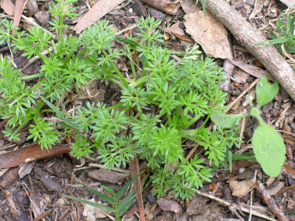 Young Plant