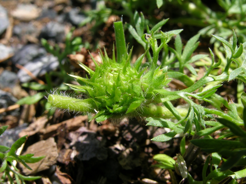 Fruit