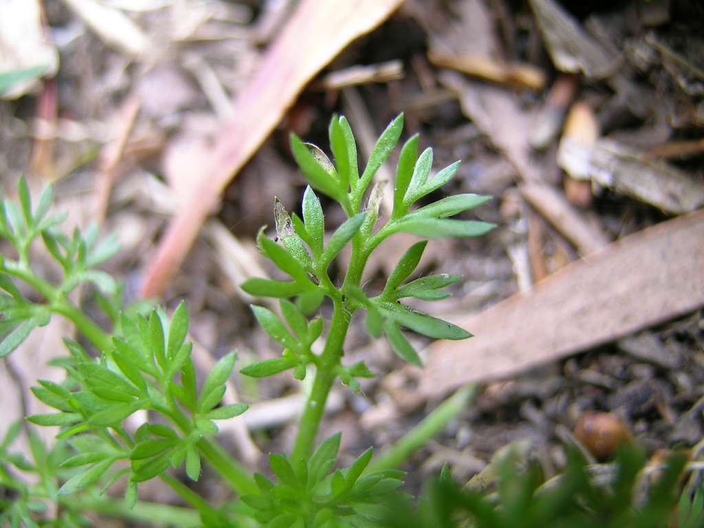 Leaf