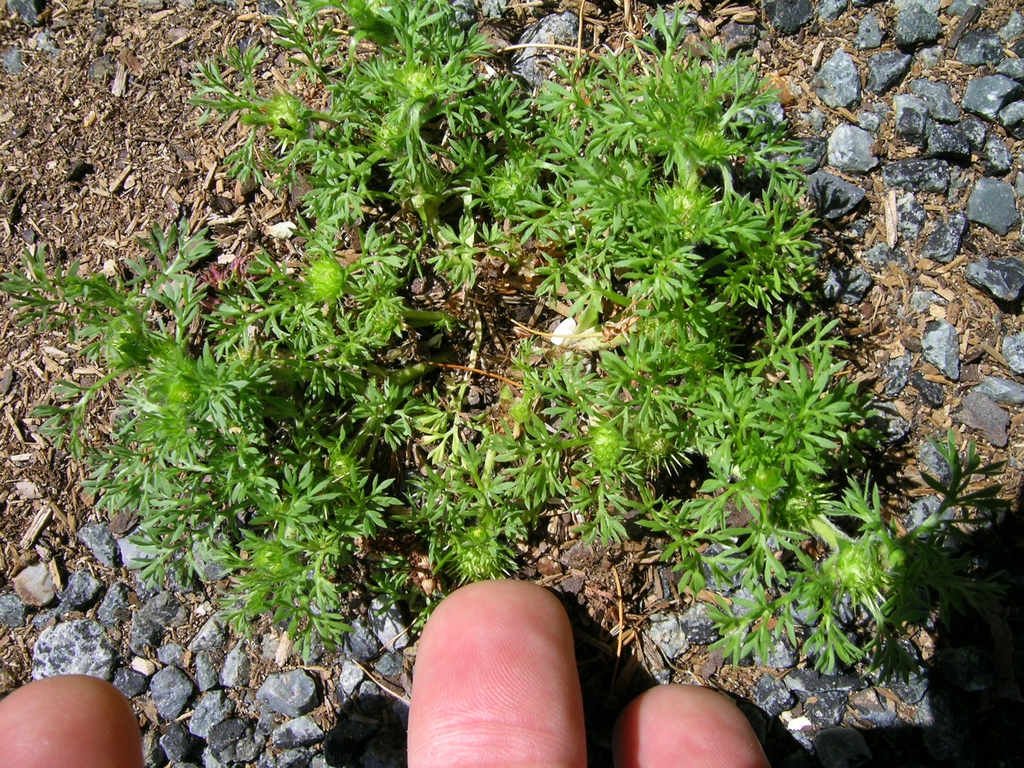 Fingers next to the plant