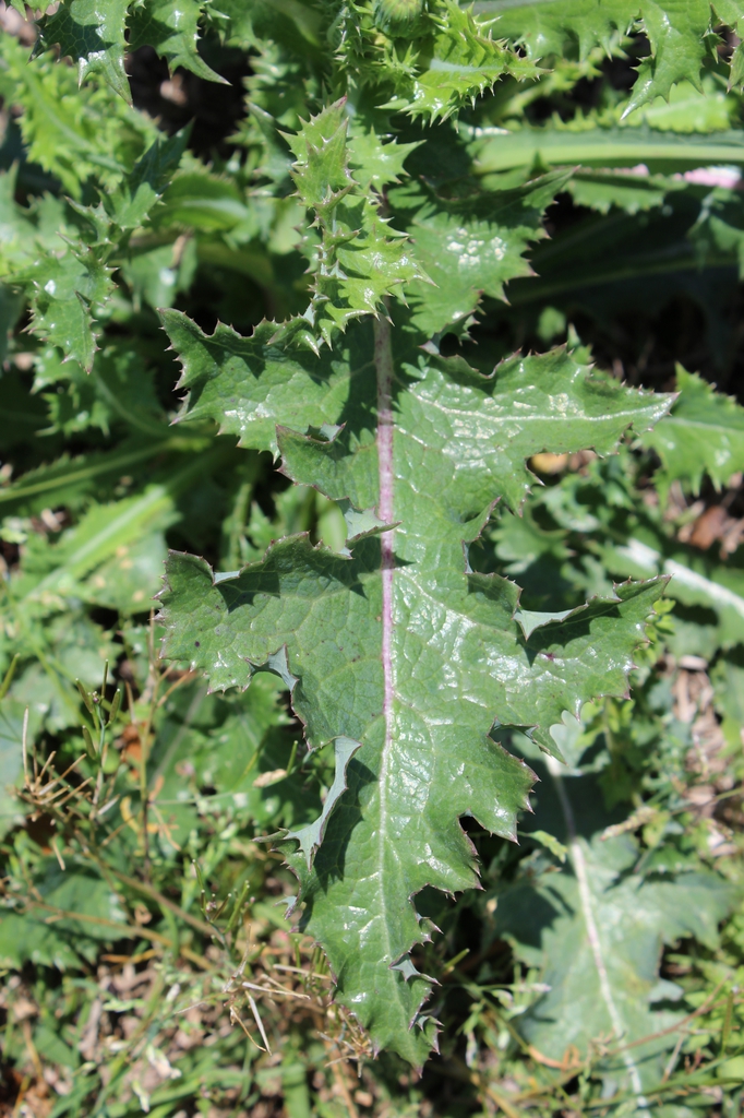 Leaf