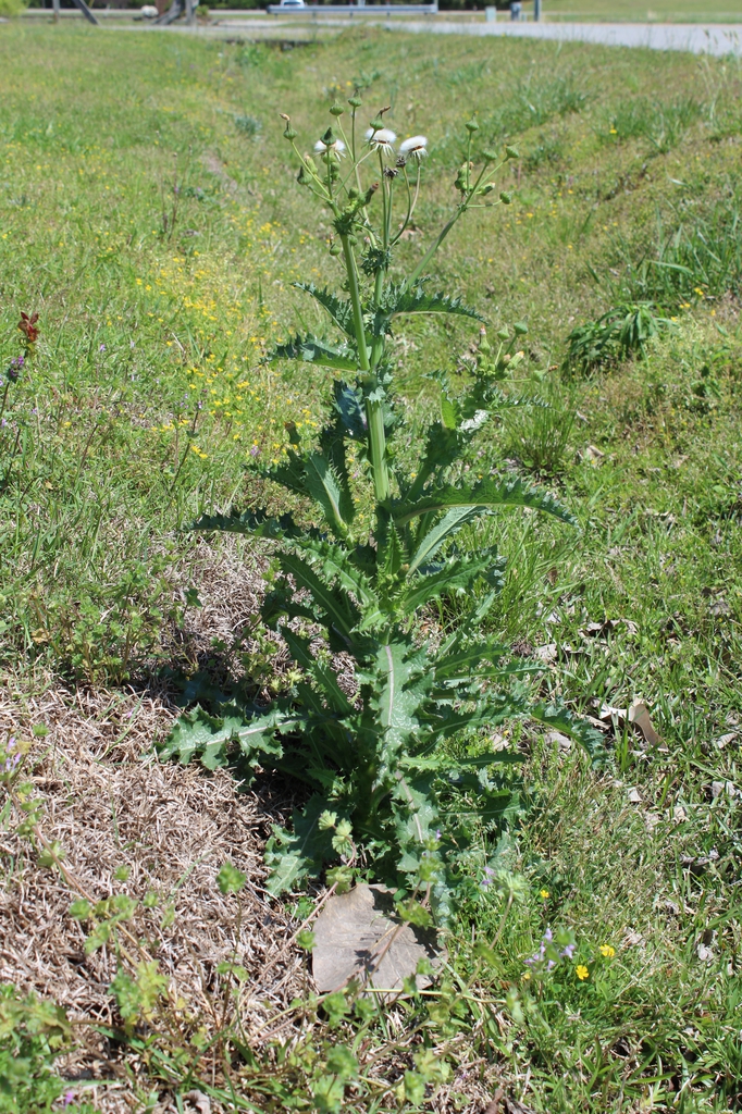 Plant