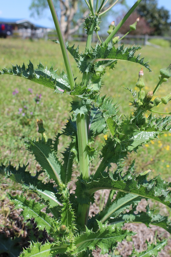 Stem