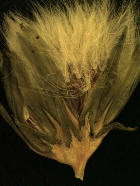 Sonchus spp.