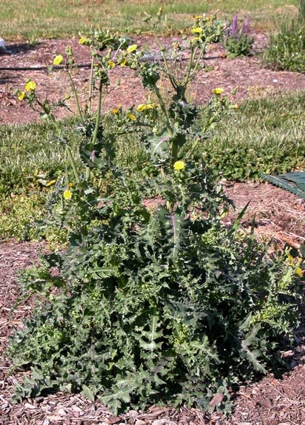 Sonchus spp.