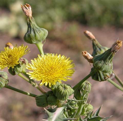 Sonchus spp.