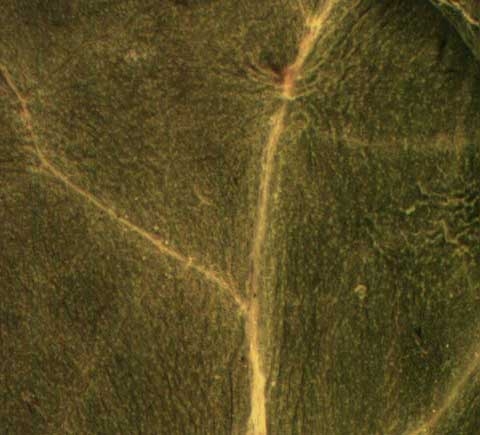 Sonchus spp.
